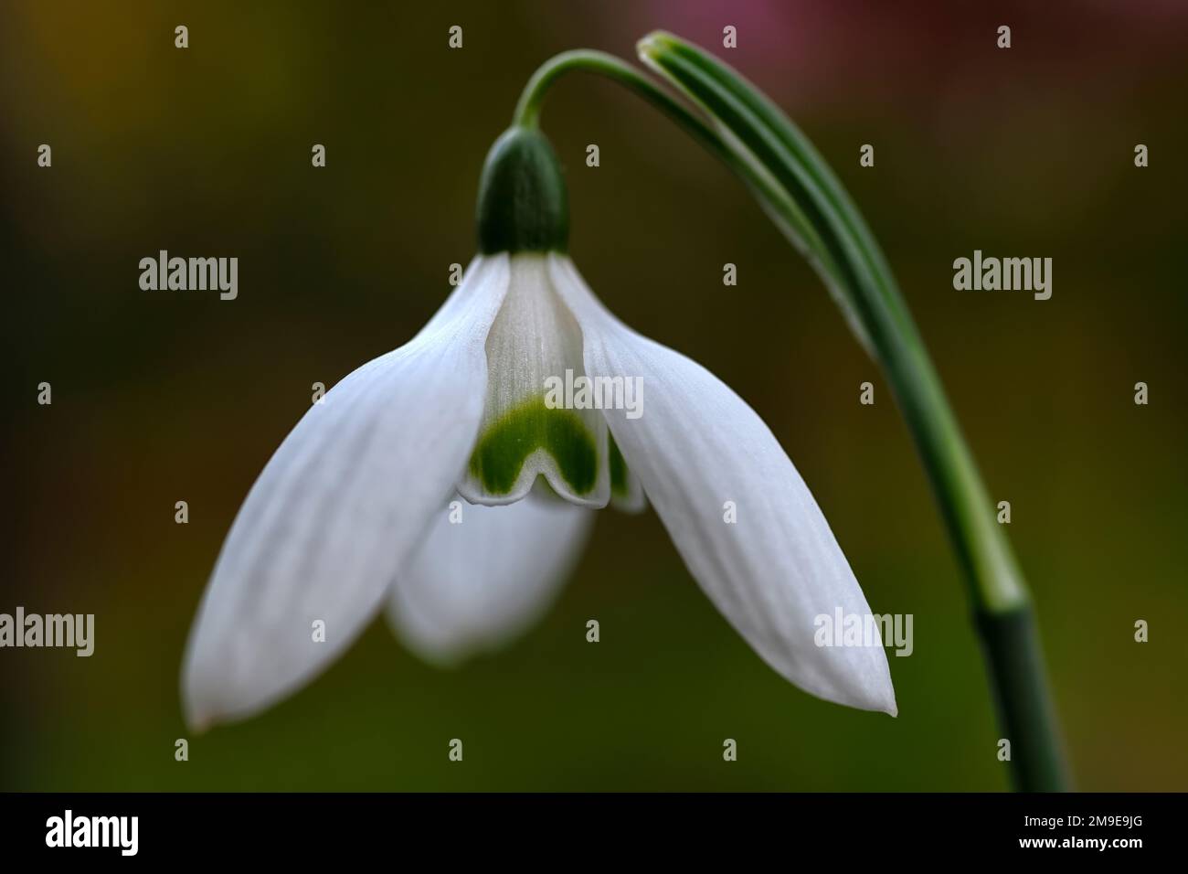 Galanthus reginae-olgae Tilebarn Jamie,Galanthus reginae-olgae subsp reginae-olgae Tilebarn Jamie,snowdrop,flower,early,white,flowers,bulbi,snowdrops, Foto Stock