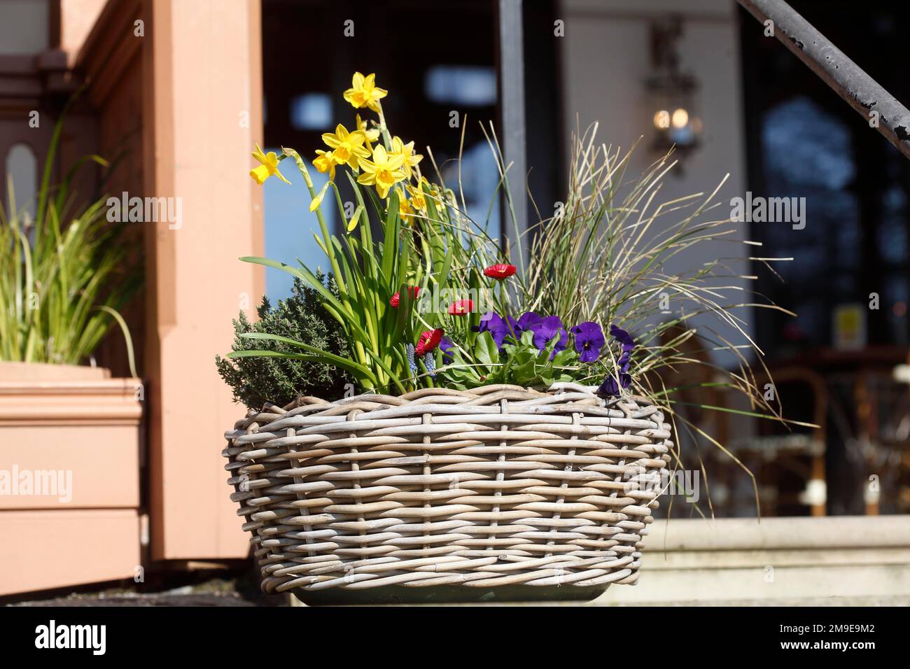 Cesto di fiori con fiori, Germania Foto Stock