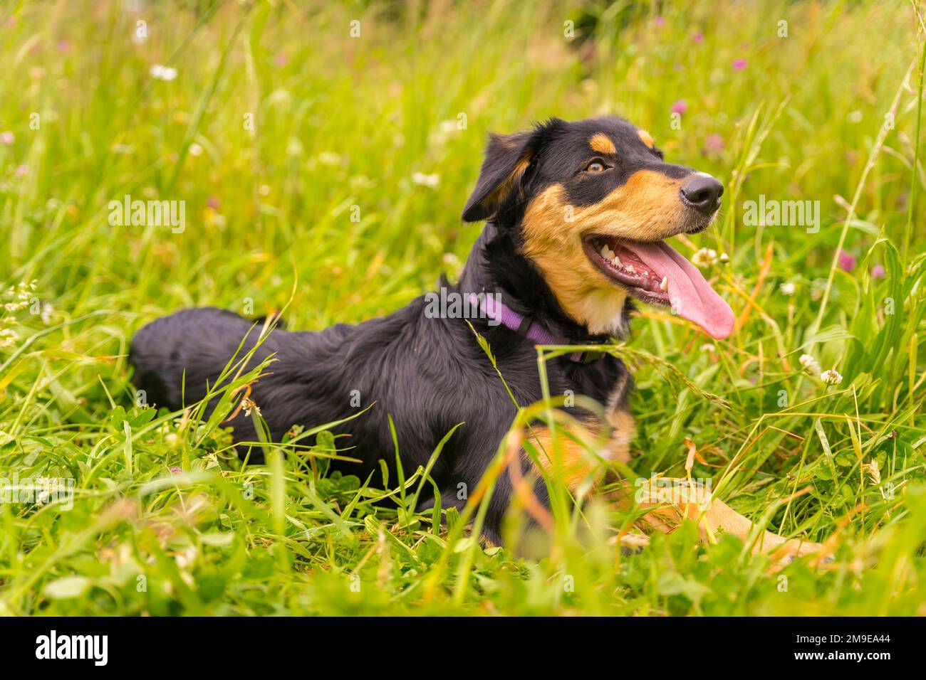 Ritratto di un cane nero e marrone seduto in primavera in un prato fiorito. Border Collie, Pitbull e Boxer Mix Puppy Dog Foto Stock