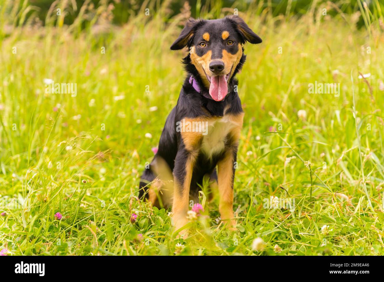 Ritratto di un cane carino seduto in un giorno di primavera soleggiato in un prato di fiori con la bocca aperta e la lingua che sporge. Border Collie, Pitbull e. Foto Stock