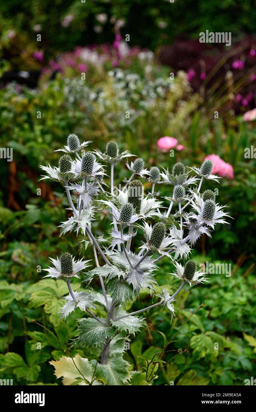 Eryngium giganteum Silver Ghost, Eryngium giganteum Miss Wilmott's Ghost, Sea Holly, fiori blu d'argento, fiore blu, fioritura, bordo, RM Floral Foto Stock