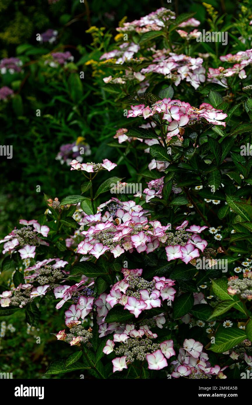 Hydrangea serrata Kiyosumi, fiore bianco rosa bordato, fiori bianco rosa bordato, infiorescenza, ortensie lacecap, Hydrangea serrata Kiyosumi-sawa, Hydrrange Foto Stock