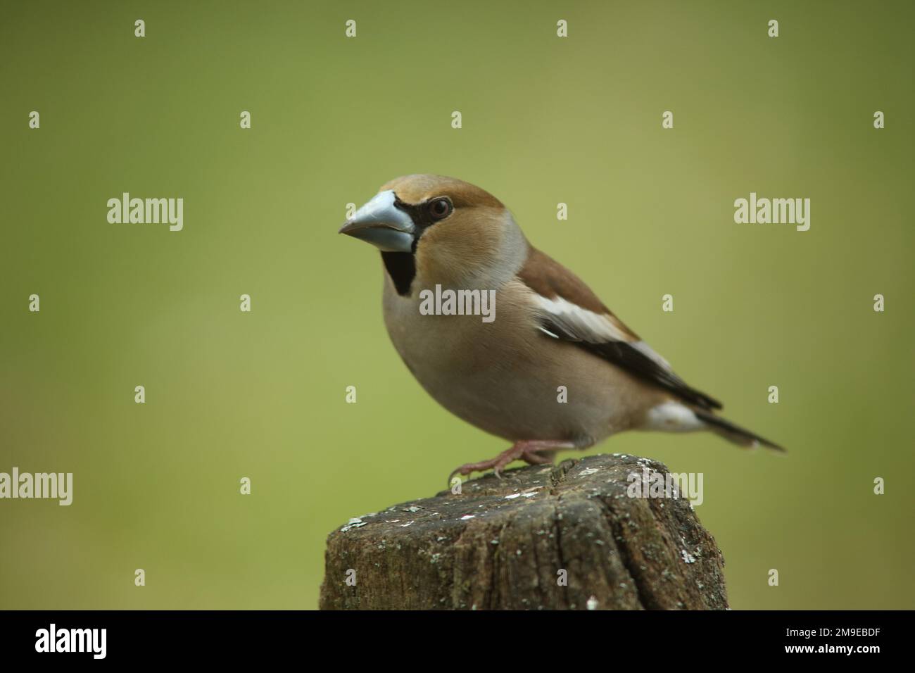 Hawfinch femminile (Coccothraustes coccothraustes) a Bad Schoenborn, Baden-Wuerttemberg, Germania Foto Stock