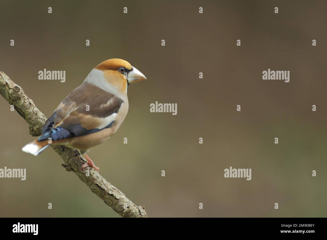 Hawfinch maschio (Coccothraustes coccothraustes) a Bad Schoenborn, Baden-Wuerttemberg, Germania Foto Stock