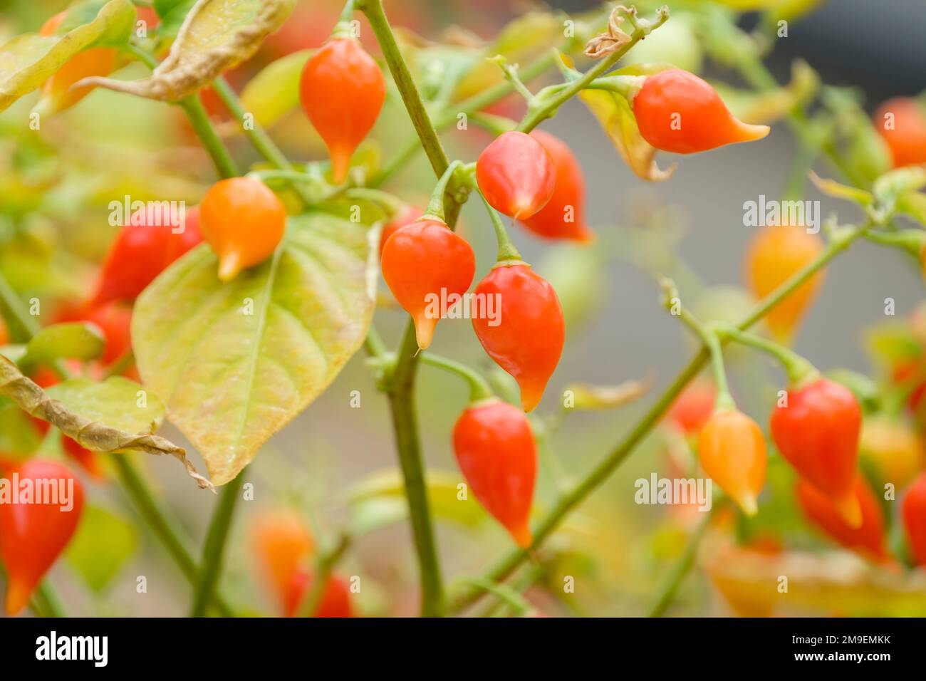 Capsicum Chinense Chupetinho, peperoncino, frutto a forma di goccia che cresce sulla pianta Foto Stock