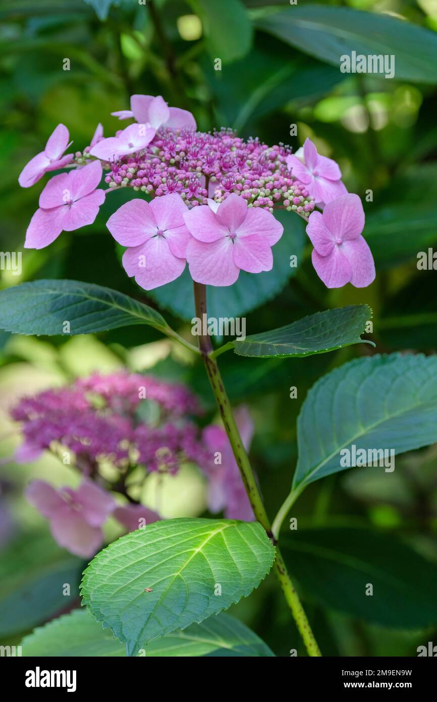 Hydrangea Blue Wave, hydrangea Mariesii Perfecta, arbusto deciduo, pizzo-cappello fiore-teste, il colore del fiore dipende dal pH del terreno Foto Stock