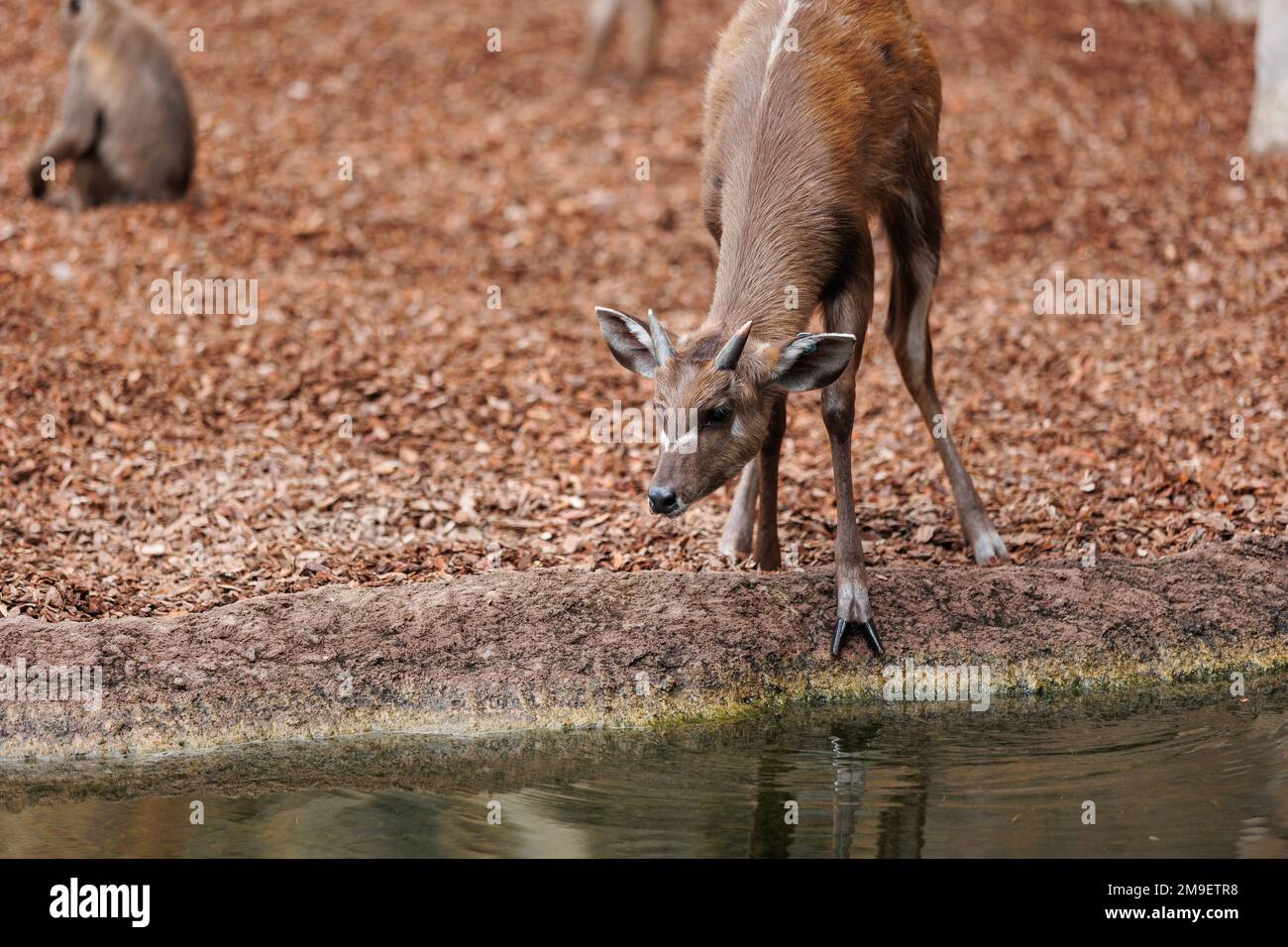 Bongos giovani orientali - Tragelaphus eurycerus - una foresta notturna erbivora ungulato con impressionante rosso-marrone mantello e Spiralled Horns. Foto Stock