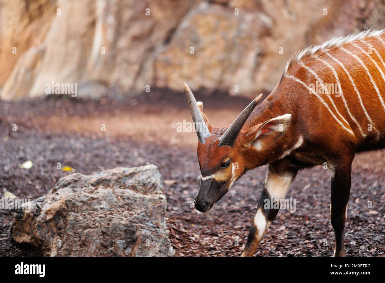 Il Bongo orientale - Tragelaphus eurycerus - una foresta notturna erbivora ungulato con impressionante stelo marrone-rossiccio e corni spiralati. Foto Stock