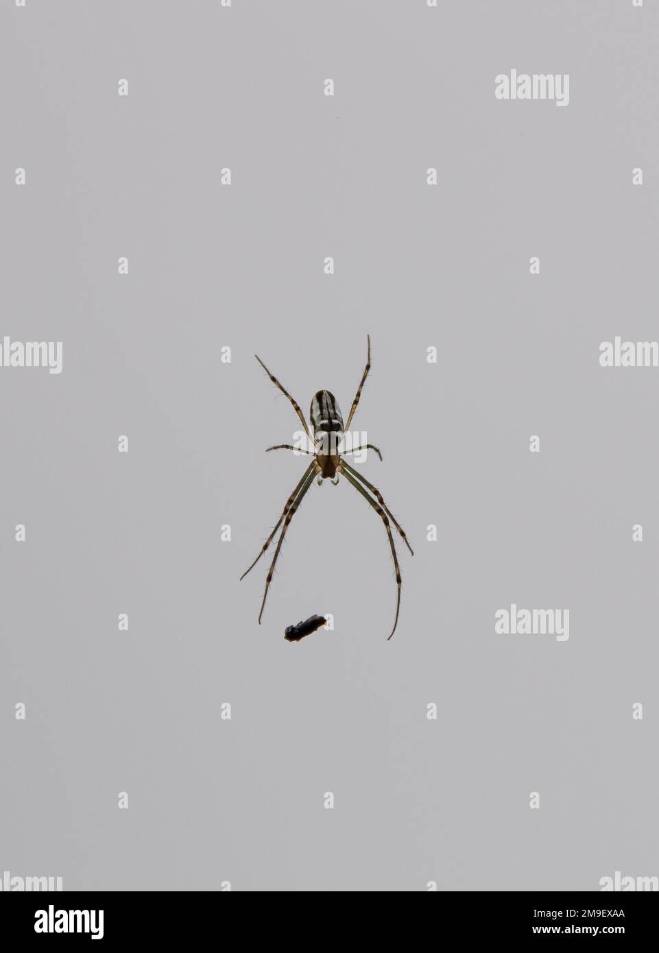 Australian Silver Orb Spider, Leucauge granulata, vista dall'alto su una superficie leggera. Corpo ovale lucido e lunghe gambe verdastre. Granulata di Leucauge Foto Stock