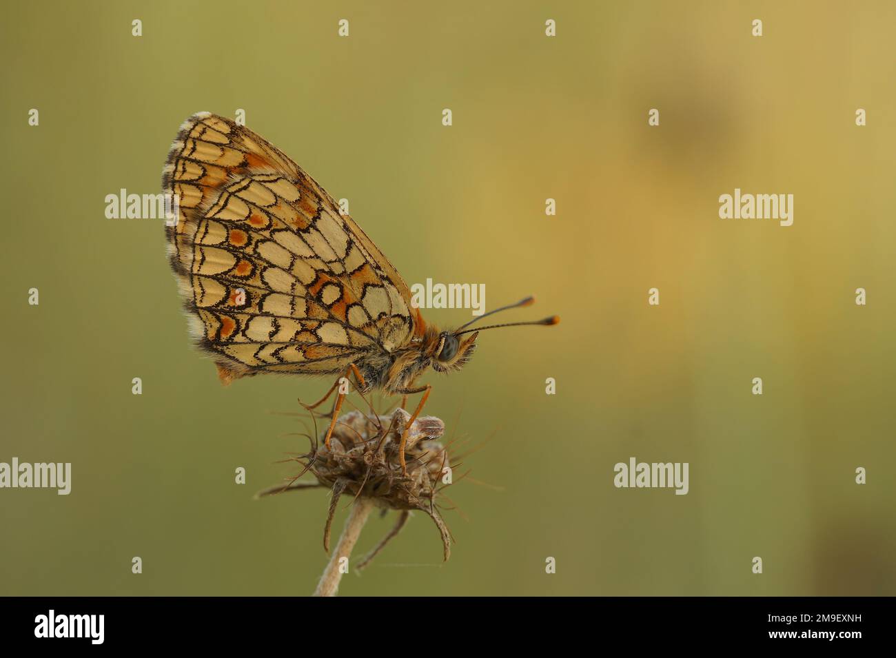 Primo piano naturale sulla farfalla mediterranea dal blu Provincal fritillary, Melitaea deione, seduta con ali chiuse all'ombra Foto Stock