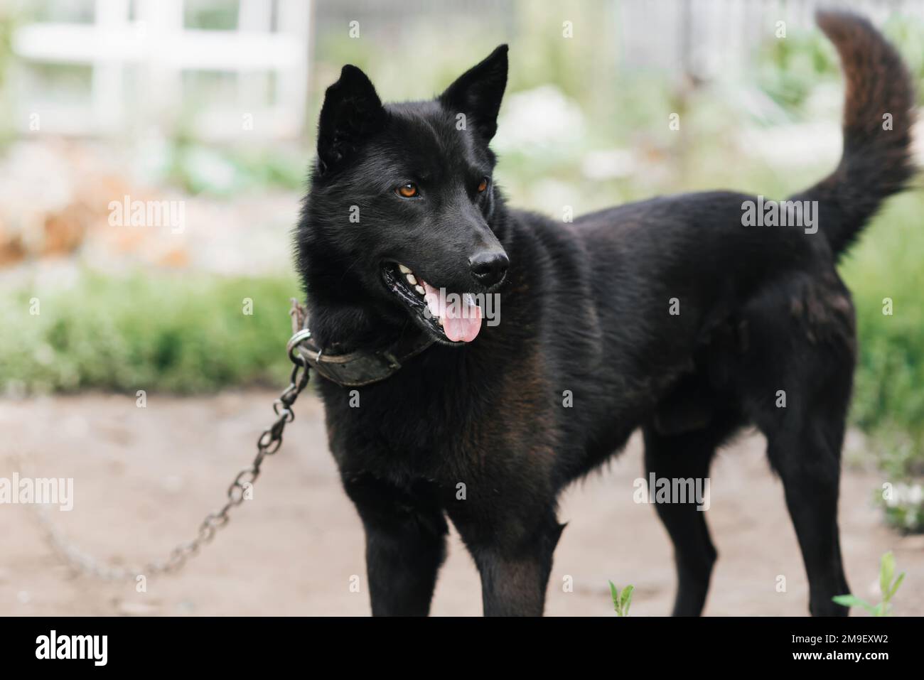 Guardia casa cane nero su una catena. Il pastore di guardia o laika protegge la casa Foto Stock