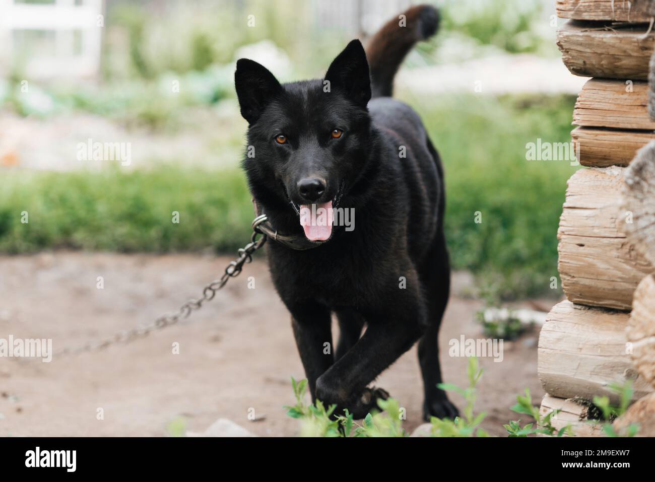 Guardia casa cane nero su una catena. Il pastore di guardia o laika protegge la casa Foto Stock