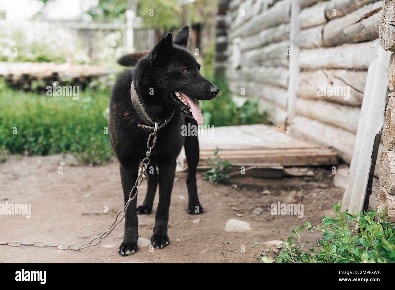 Guardia casa cane nero su una catena. Il pastore di guardia o laika protegge la casa Foto Stock