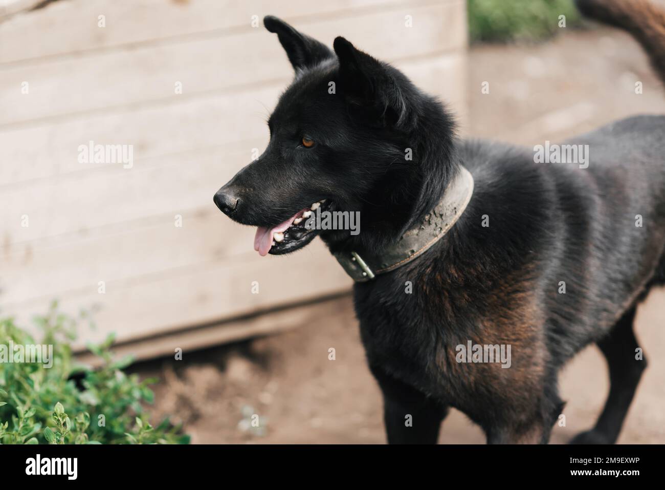 Guardia casa cane nero su una catena. Il pastore di guardia o laika protegge la casa Foto Stock