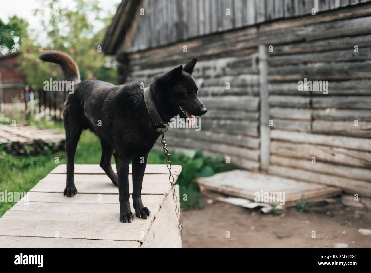 Guardia casa cane nero su una catena. Il pastore di guardia o laika protegge la casa Foto Stock