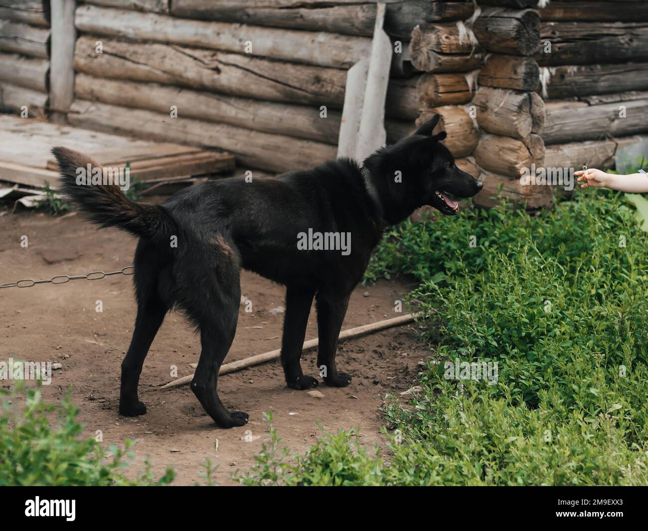 Guardia casa cane nero su una catena. Il pastore di guardia o laika protegge la casa Foto Stock