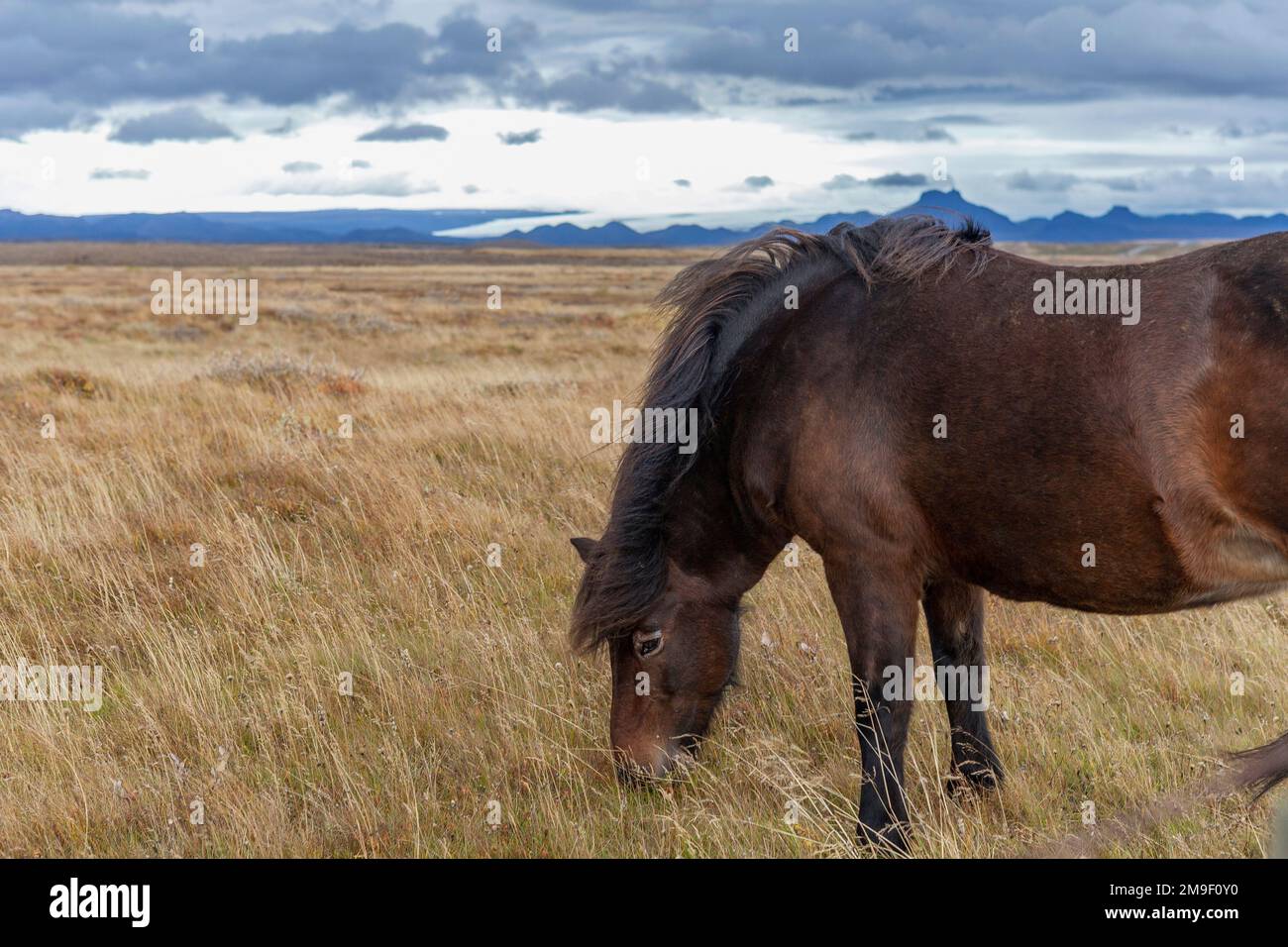 Cavallo islandese vicino a Gullfoss, Islanda Foto Stock