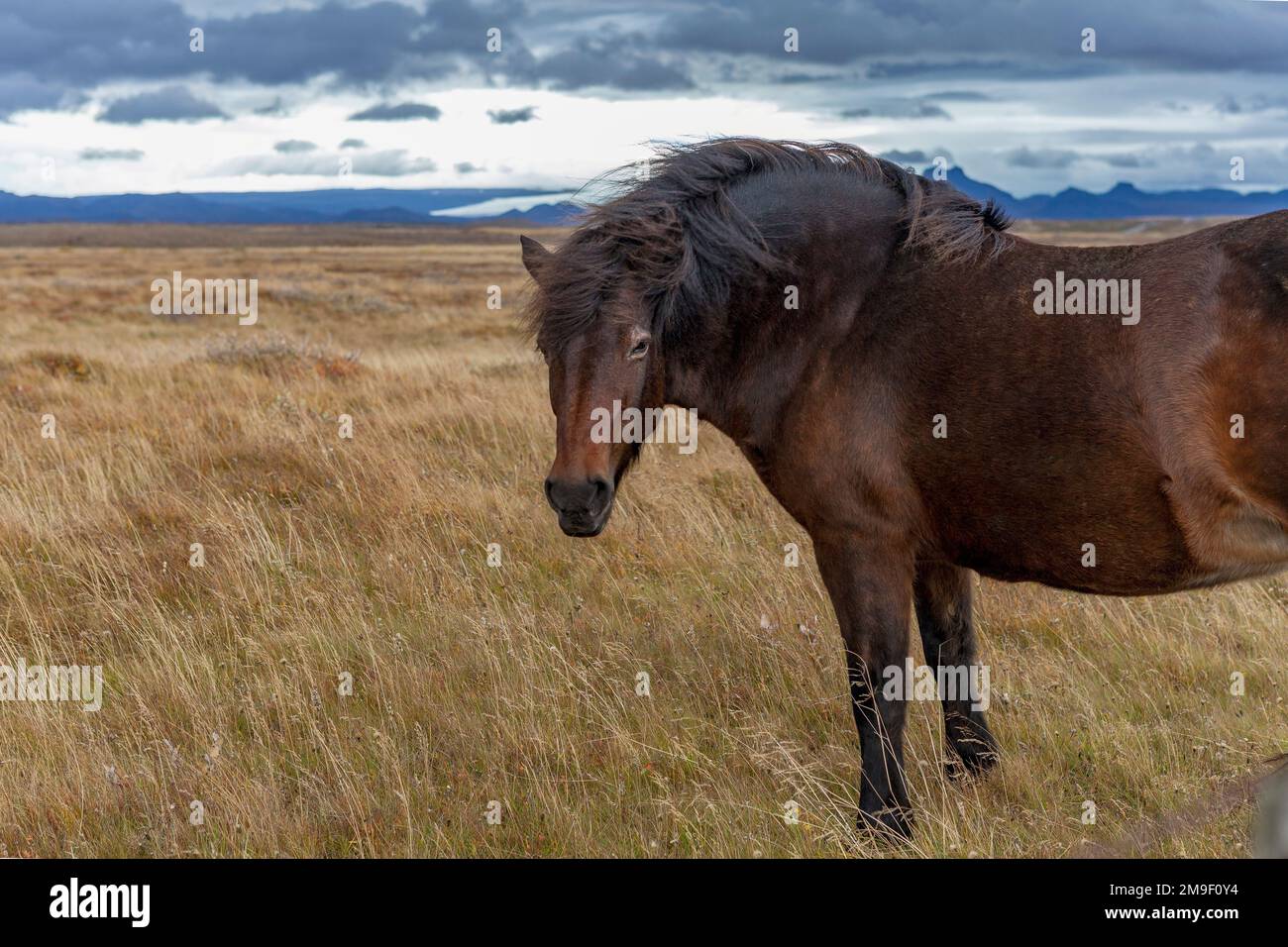 Cavallo islandese vicino a Gullfoss, Islanda Foto Stock