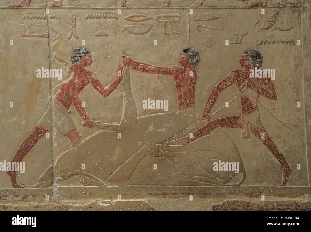 Männer schlachten ein Rind, Relief in den Grabbauten des Idut, Unas-Ank und Inefert, Nekropole von Sakkara, Ägypten Foto Stock