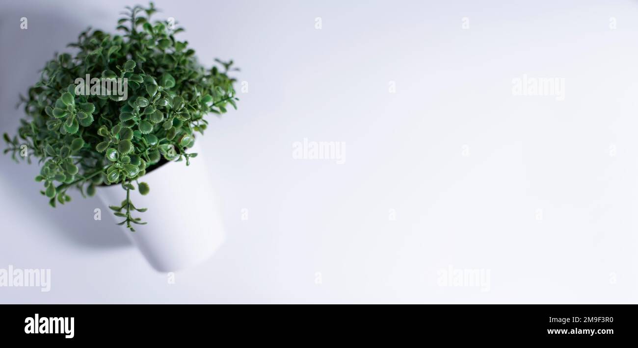 concetto pubblicitario con pianta succulenta verde in vaso su sfondo bianco e grigio con spazio copia, vista laterale Foto Stock