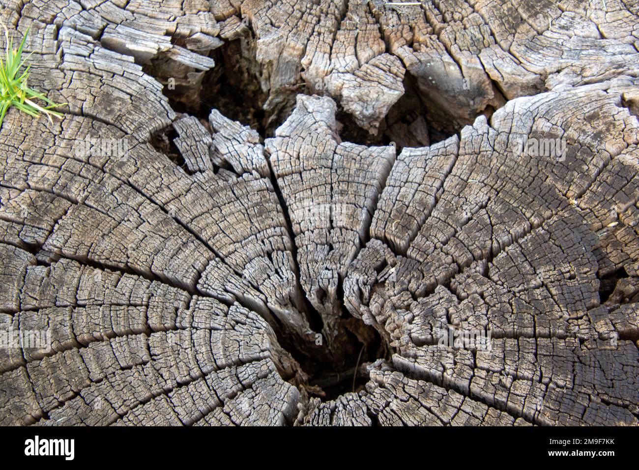 La forma di un volto umano macchiato nella superficie di un vecchio segato di tronco d'albero Foto Stock