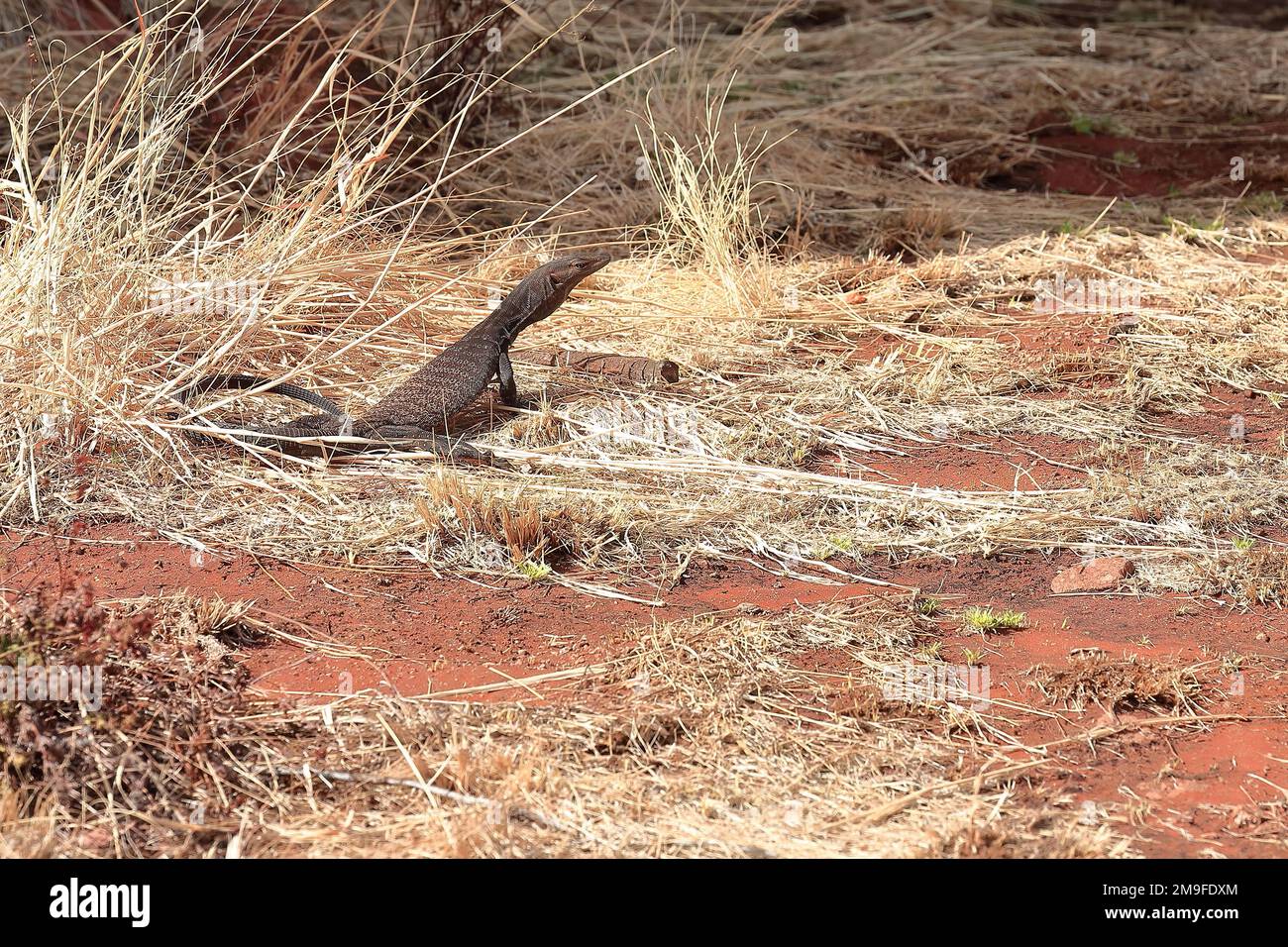 420 sabbia goanna crogiolarsi al sole vicino alla base Uluru, sezione di Mala. NT-Australia. Foto Stock