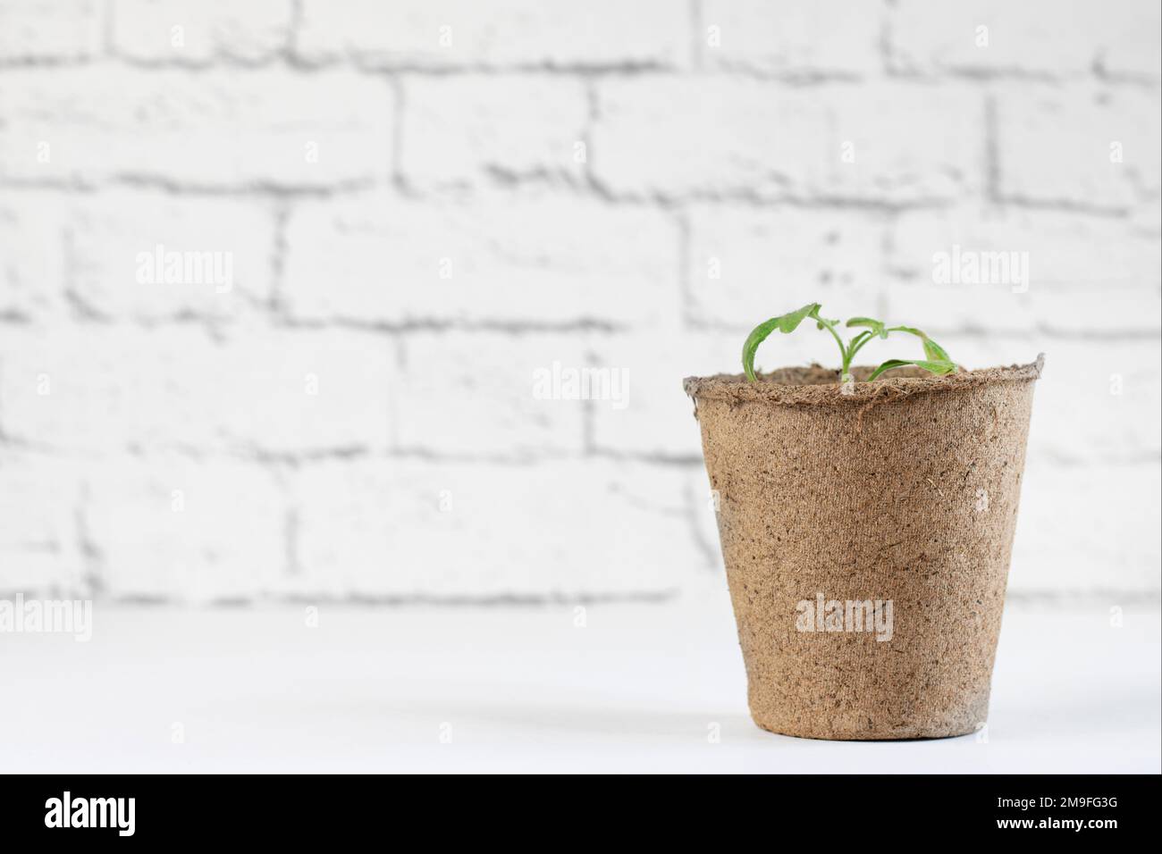 Il processo di crescita di giovani pianta a casa. Pentola con piantine di pomodoro isolate su fondo bianco. Agricoltura. Foto Stock