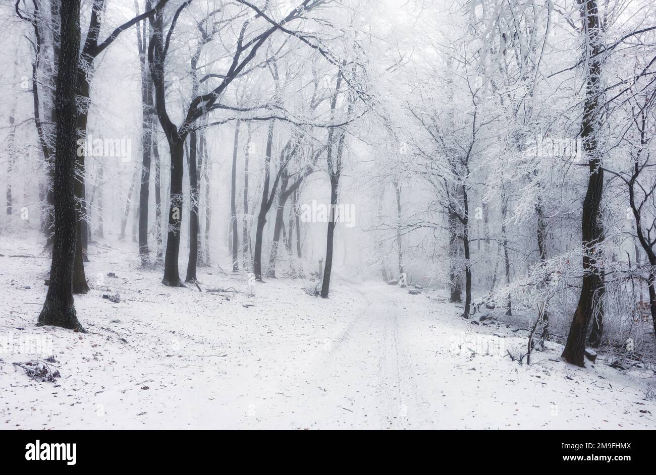 Vista sulle montagne nella nebbia in inverno nella foresta Foto Stock