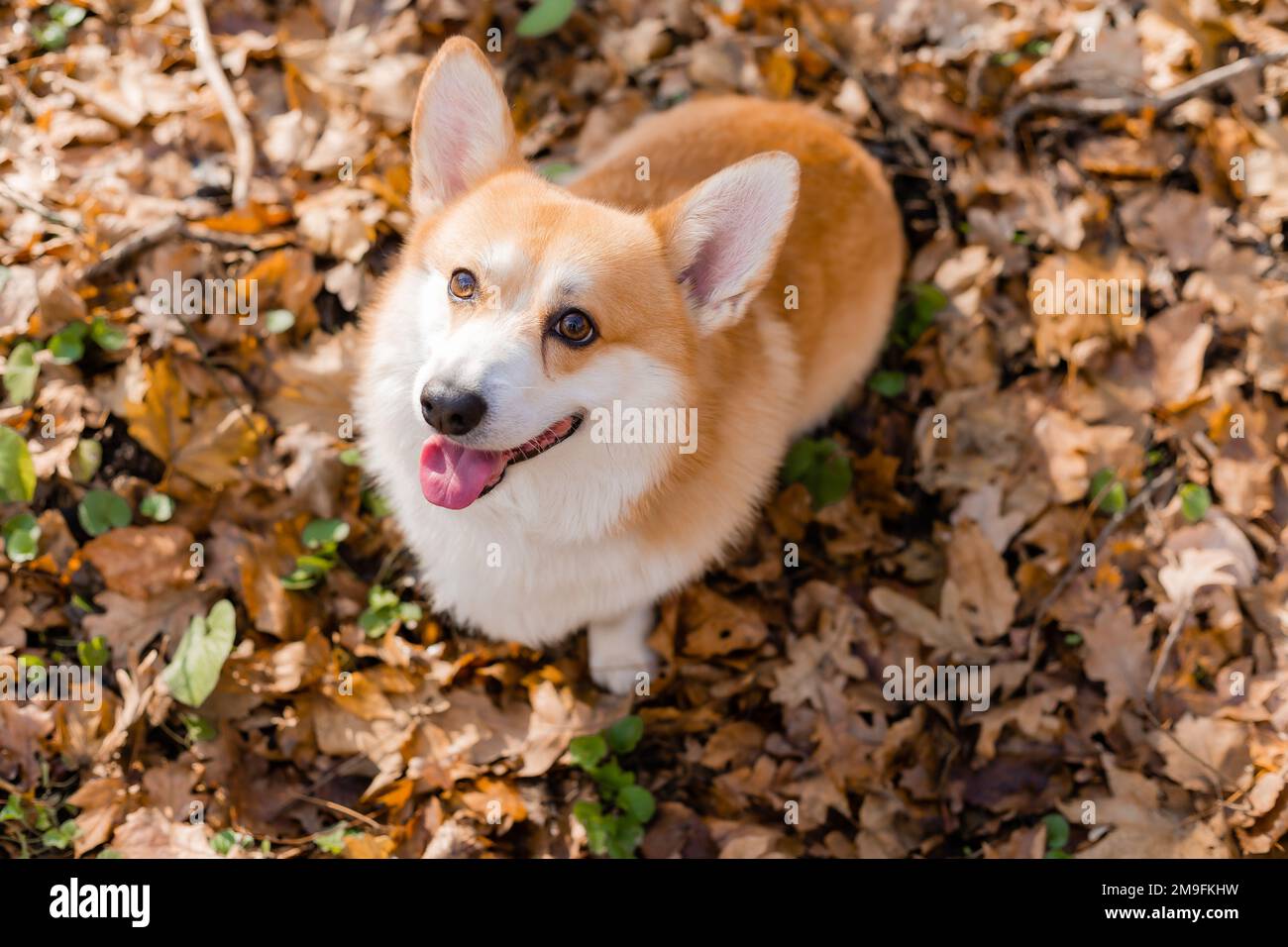 carino corgi cane su una passeggiata in autunno nella foresta. Foto di alta qualità Foto Stock