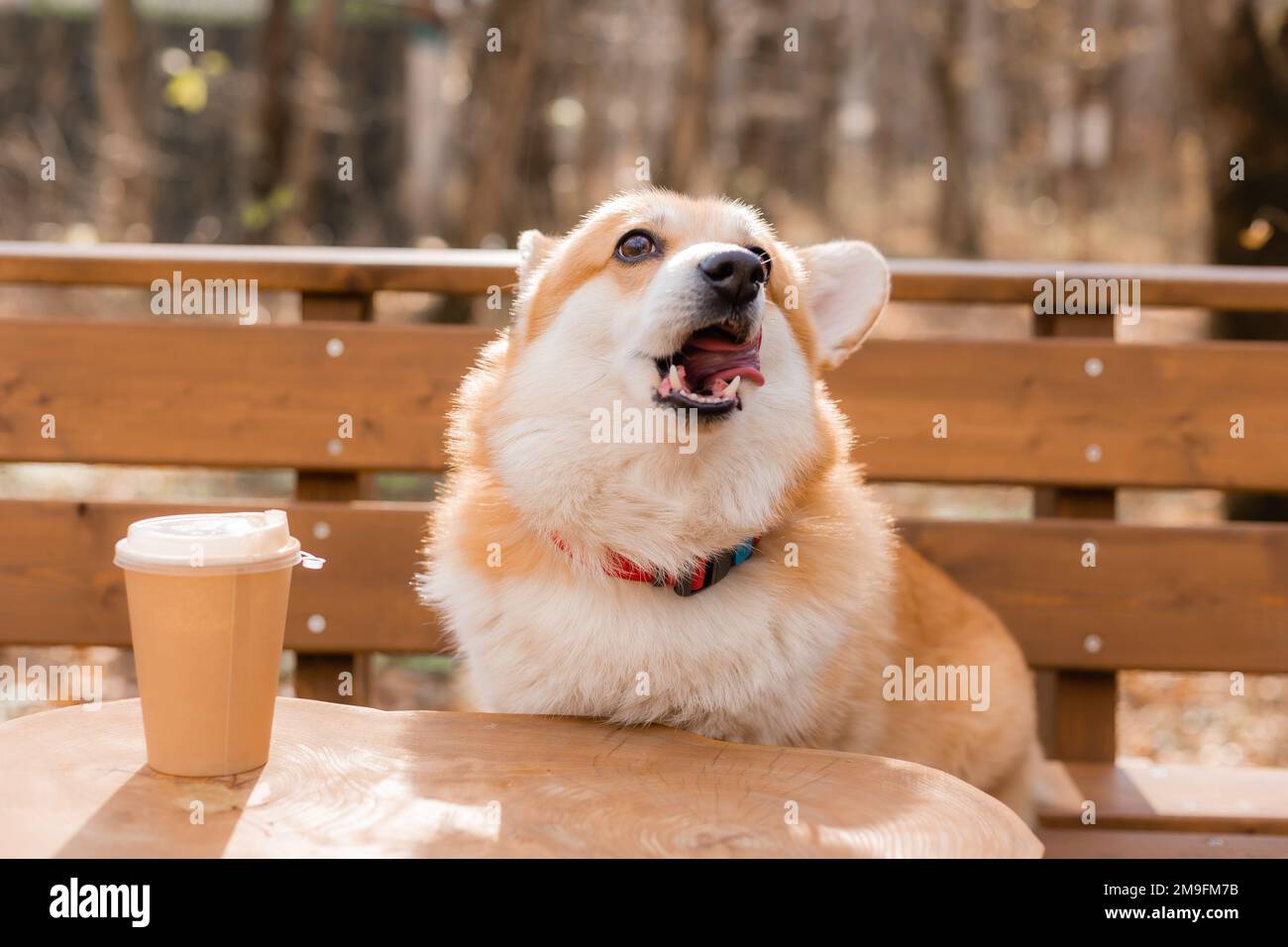 carino corgi cane su una passeggiata in autunno in un bar sulla veranda bere caffè. Caffetteria in cui sono ammessi i cani. Foto di alta qualità Foto Stock