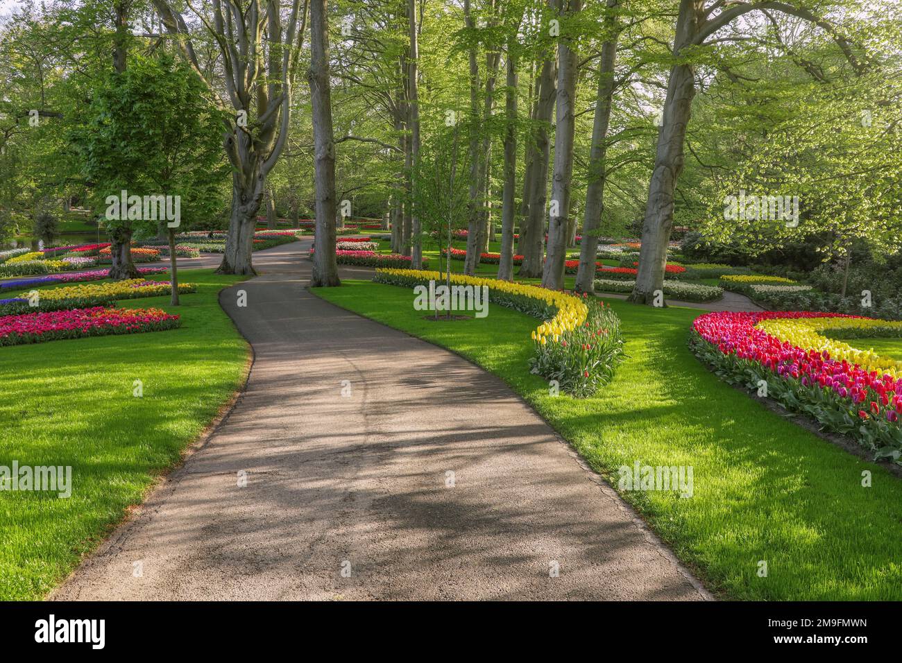 Splendido scenario nel giardino reale dei fiori di Keukenhof nei Paesi Bassi con splendide aiuole e senza persone Foto Stock