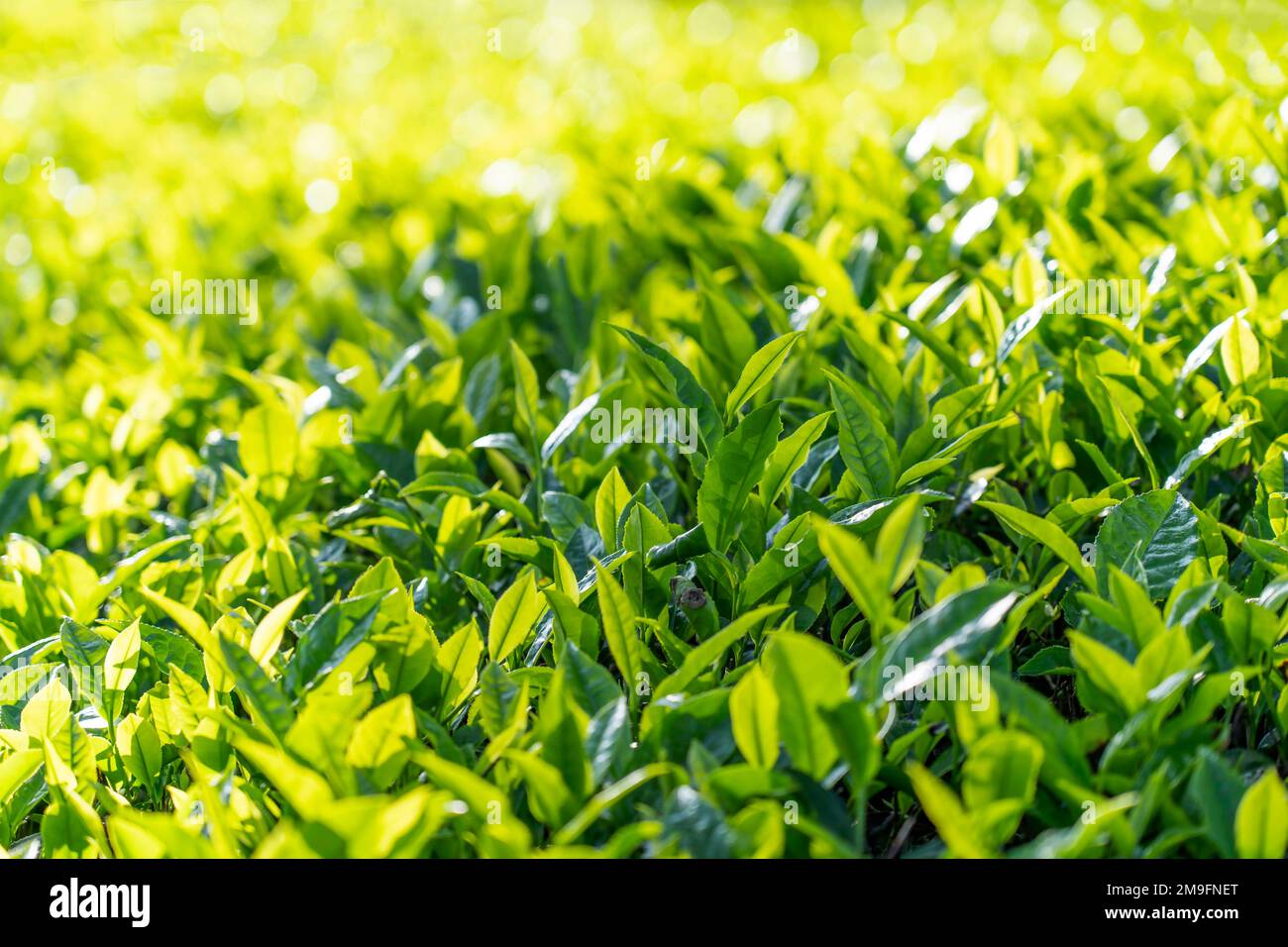 Piantagione di tè in gudallur, Tamilnadu Foto Stock