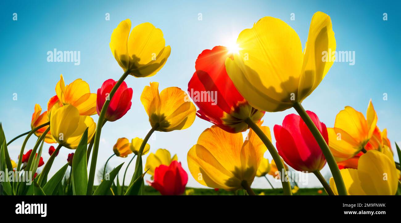 Splendidi tulipani rossi e gialli che crescono verso il sole primaverile nel cielo azzurro Foto Stock