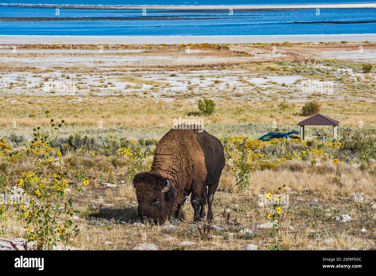 Bisonte delle pianure (sottospecie americana di bisonte) pascolo al campeggio di Bridger Bay, girasoli, Great Salt Lake in Dist, Antelope Island state Park, Utah USA Foto Stock