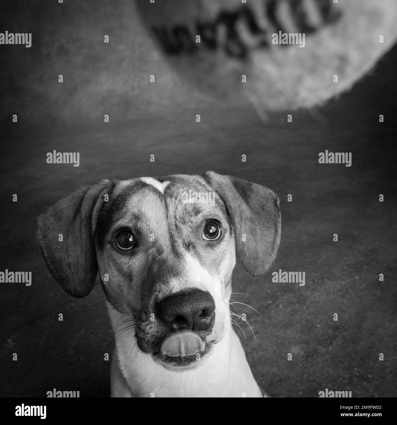 Studio shot di razza cane giocando con la palla da tennis Foto Stock