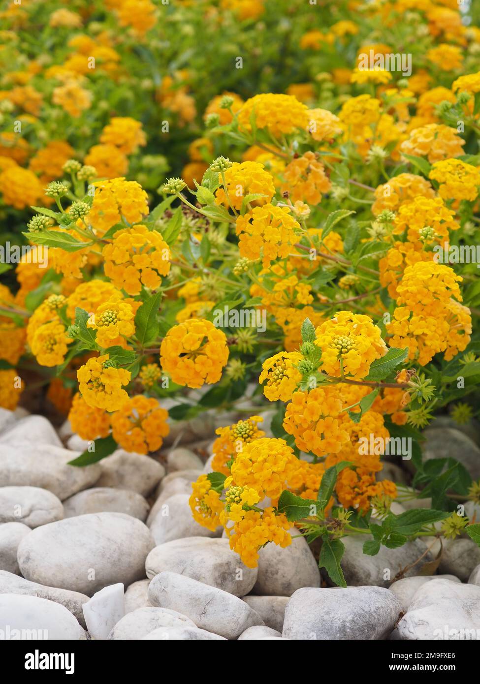 Primo piano della pianta gialla di Lantana camara (verbena arbustiva) in piena fioritura che si affaccia su ciottoli bianchi a Dubrovnik, Croazia Foto Stock