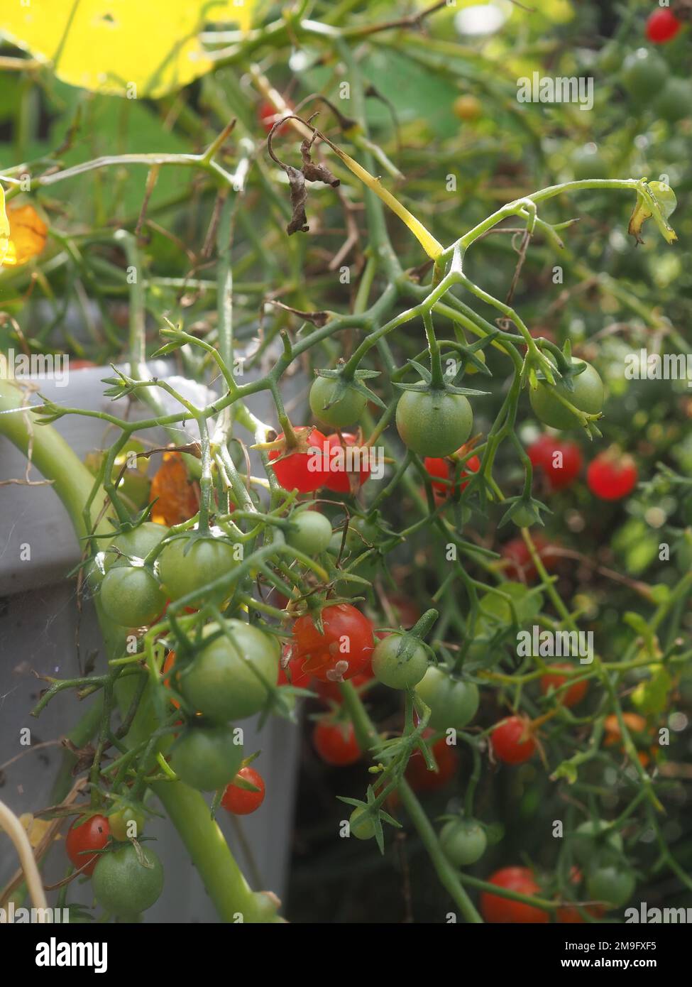 Primo piano della pianta di pomodoro 'Micro Cherry' che cresce in un contenitore (Solanum lycopersicum) con frutta a vari gradi di maturazione Foto Stock