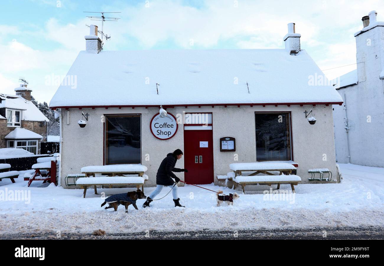 Una donna cammina i suoi cani attraverso la neve a Carrbridge, Scozia, Gran Bretagna 18 gennaio 2023. REUTERS/Russell Cheyne Foto Stock