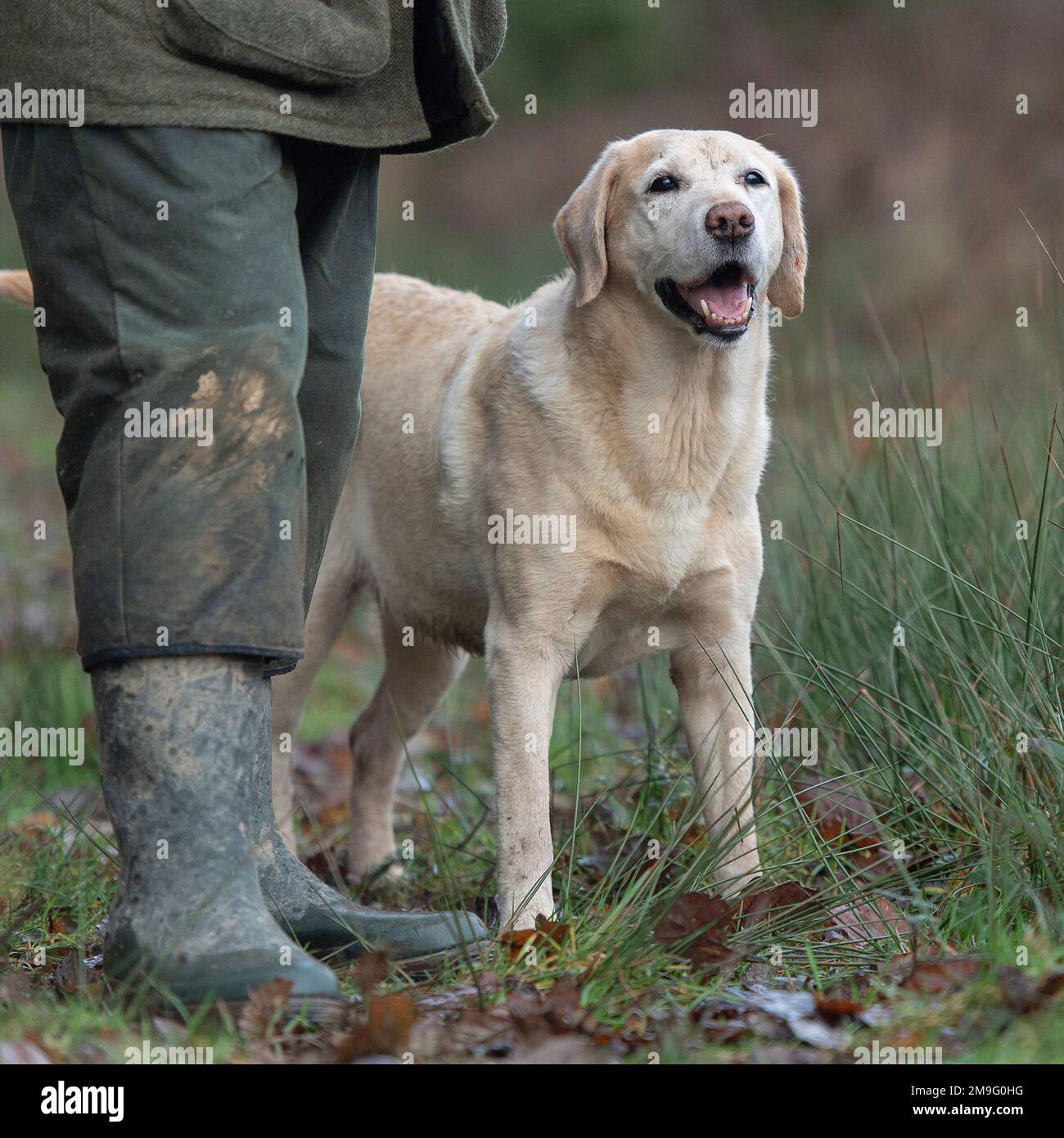 cane labrador giallo con proprietario Foto Stock