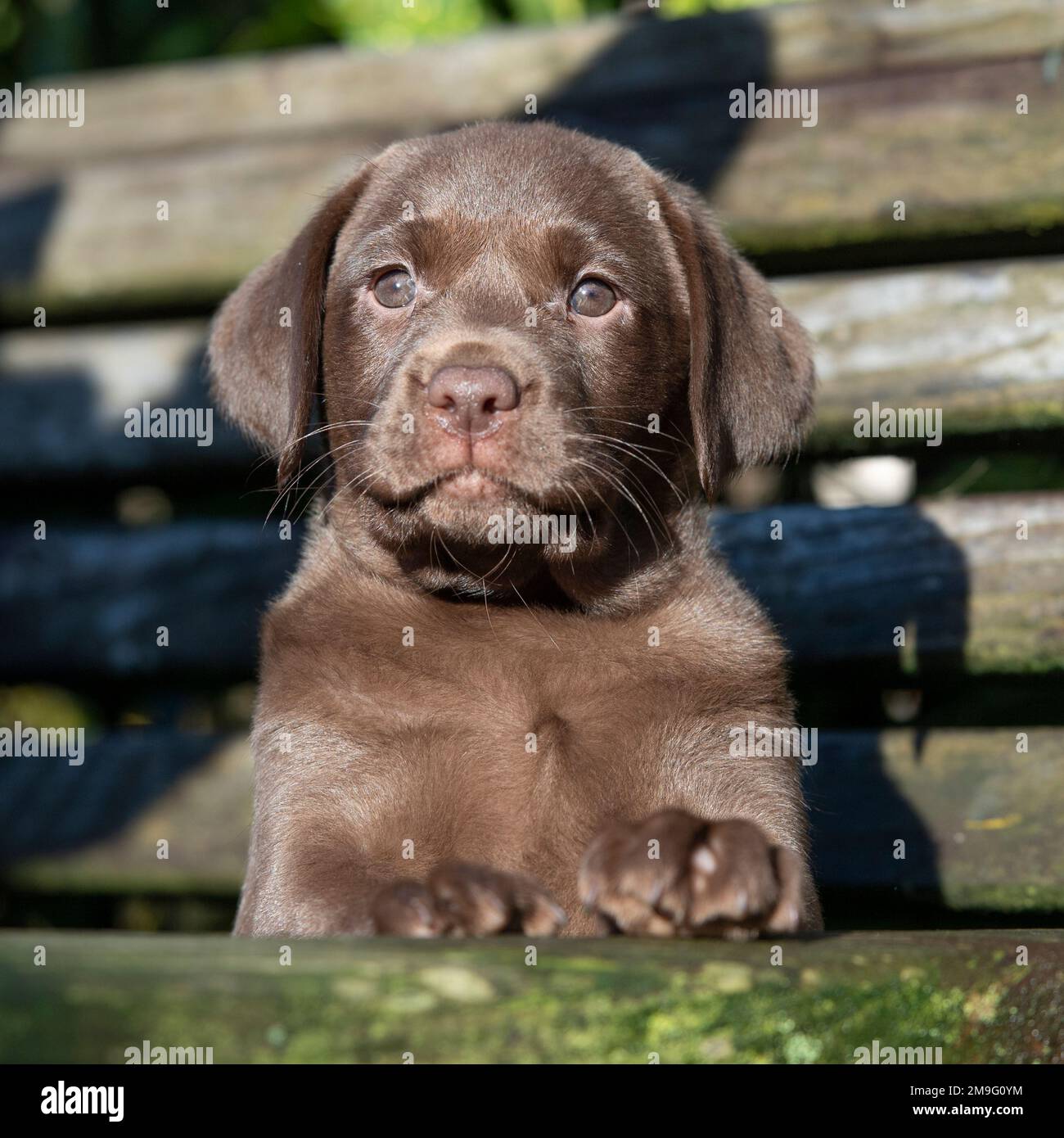 labrador al cioccolato, cucciolo Foto Stock
