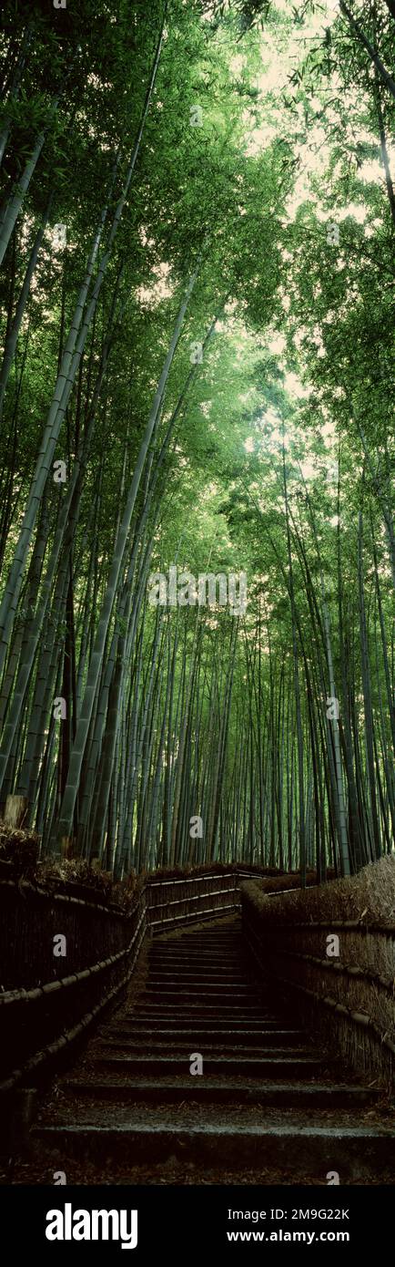 Percorso passo nella foresta di bambù, Sagano, Kansai Regione, Kyoto, Giappone Foto Stock
