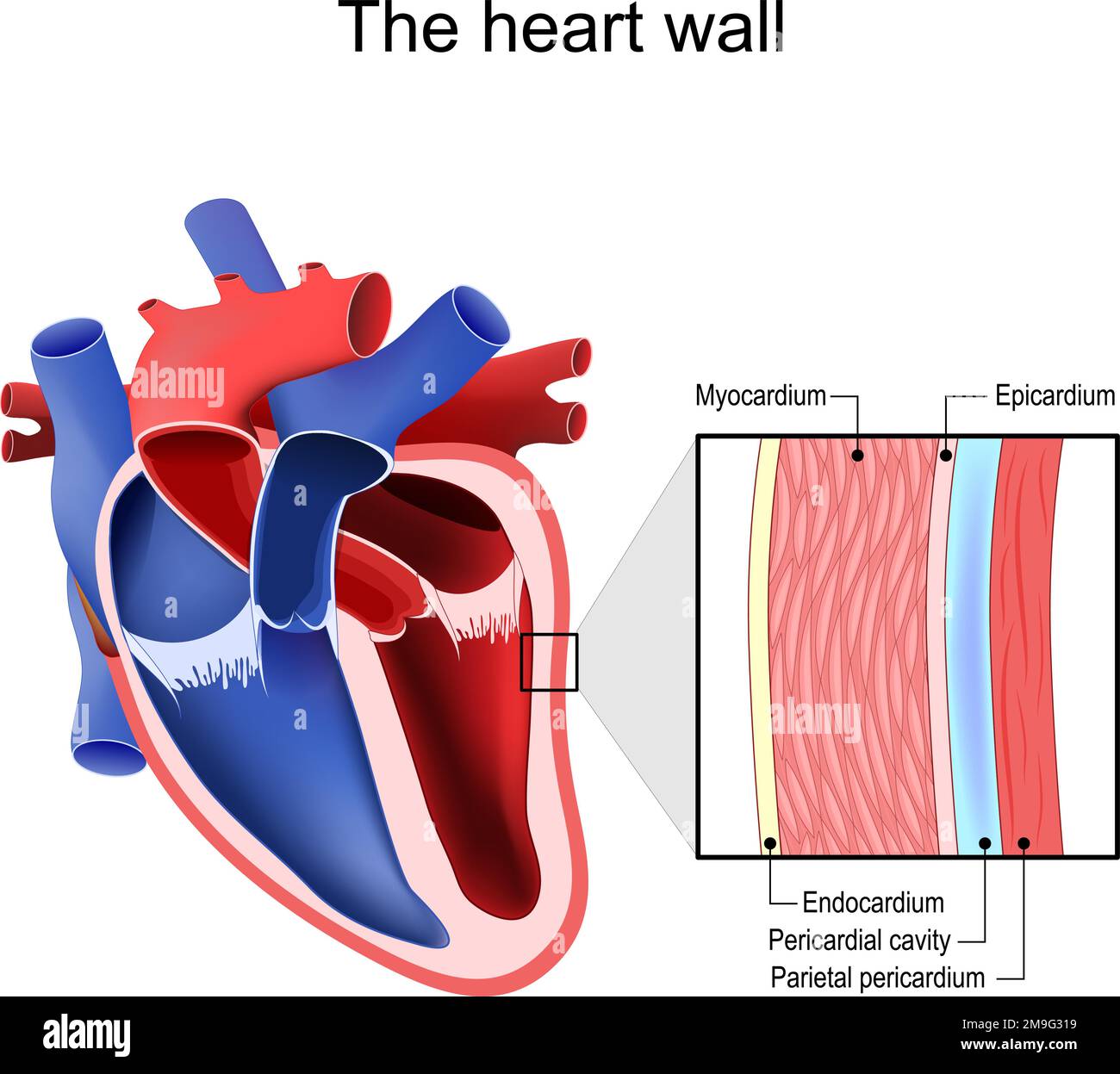 Strati di parete cardiaca. Struttura pericardica. Anatomia del sacco pericardico. Illustrazione vettoriale Illustrazione Vettoriale