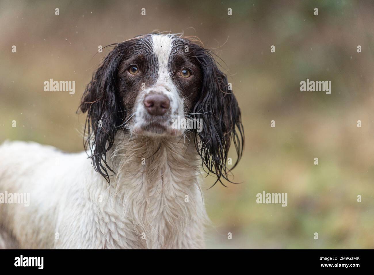 English Springer Spaniel Foto Stock