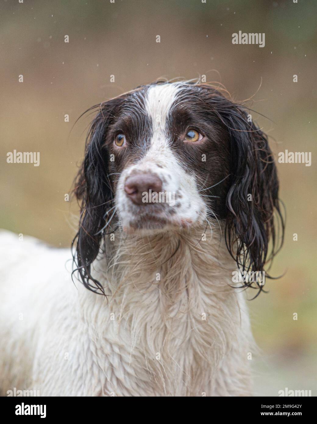 English Springer Spaniel Foto Stock