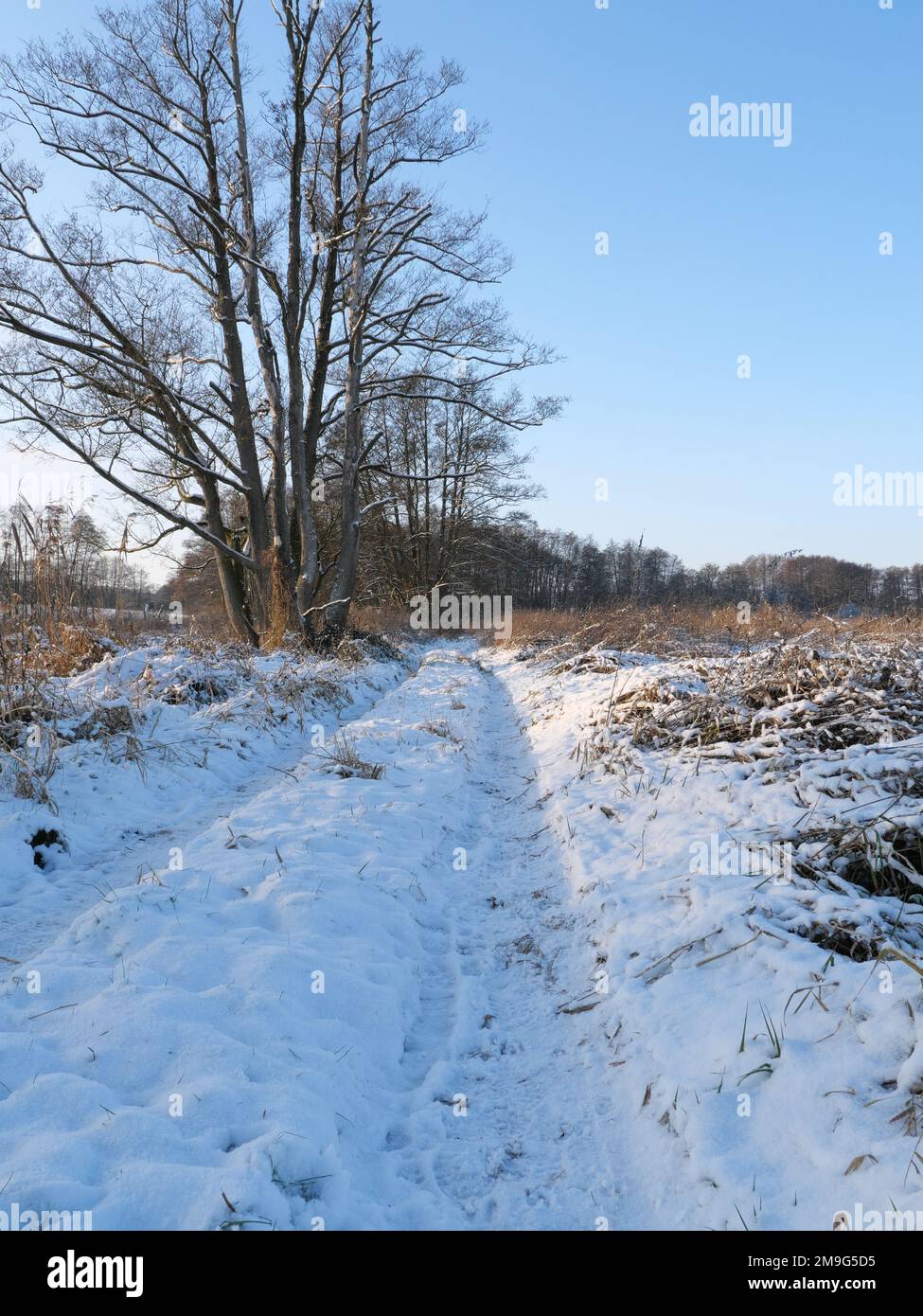 Percorso coperto di neve in una zona di canneto vicino a Klein Raden nel Meclemburgo-Pomerania occidentale Foto Stock