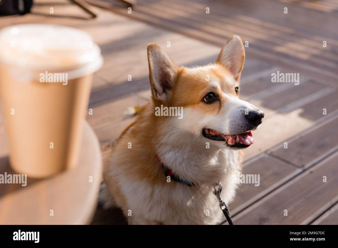 carino corgi cane su una passeggiata in autunno in un bar sulla veranda bere caffè. Caffetteria in cui sono ammessi i cani. Foto di alta qualità Foto Stock