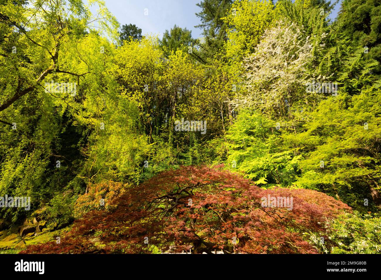 Vista di alberi d'autunno al giardino giapponese, Portland, Oregon, Stati Uniti d'America Foto Stock