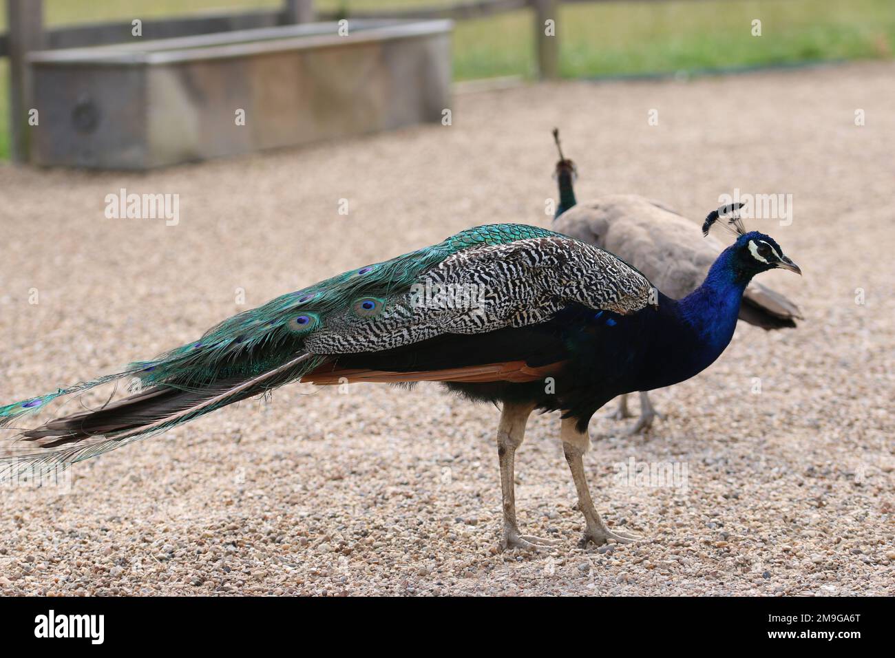 Pavone blu indiano e pavone, pavo cristato, maschio e femmina in piedi sulla ghiaia con un canale d'acqua e recinzione sfocata sullo sfondo. Foto Stock