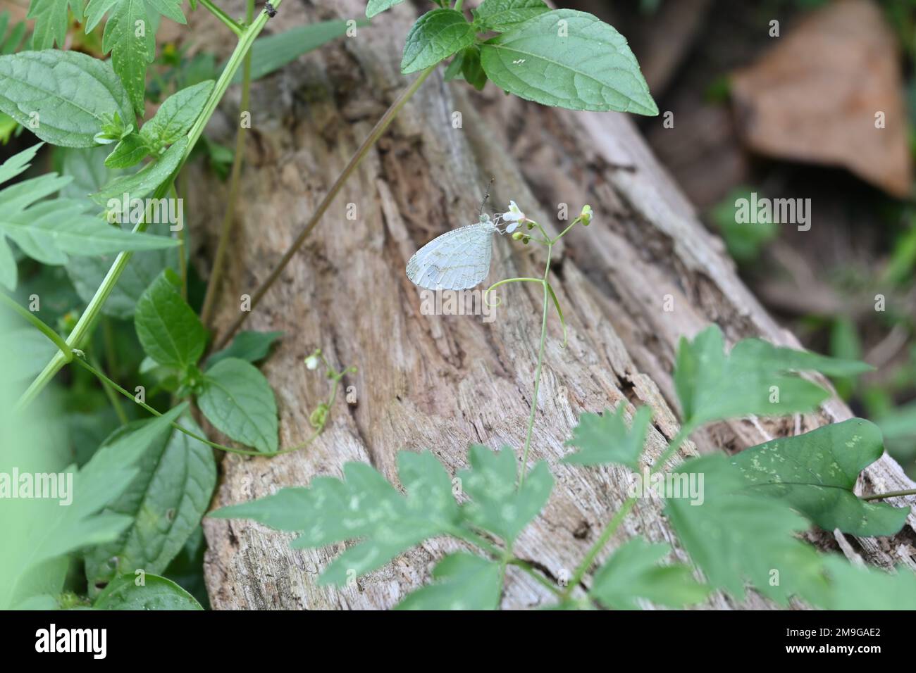 Una farfalla di Psiche di colore bianco (Leptosia Nina) che raccoglie nettare da un fiore di Cardiospermum Halicacabum Foto Stock