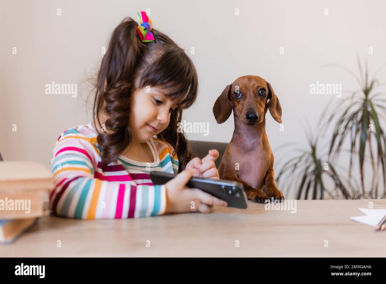 una bambina felice sta guardando il telefono con un piccolo cane dachshund. Istruzione prescolare. Bambini e animali Foto Stock